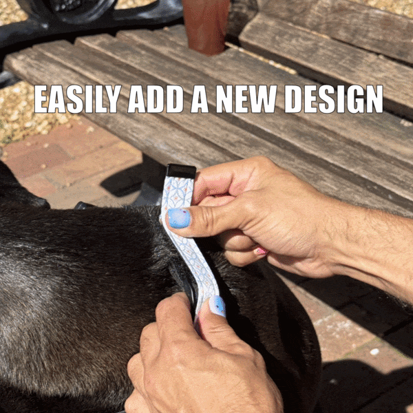 Starter Kit | One Premium Dog Collar with an Interchangeable Design
