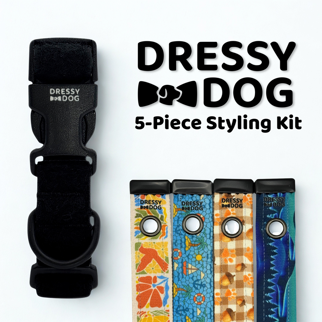 Interchangeable dog collar kit with four seasonal designs: nature floral with birds, nautical mosaic with boats, fall plaid with acorns, and winter northern lights.