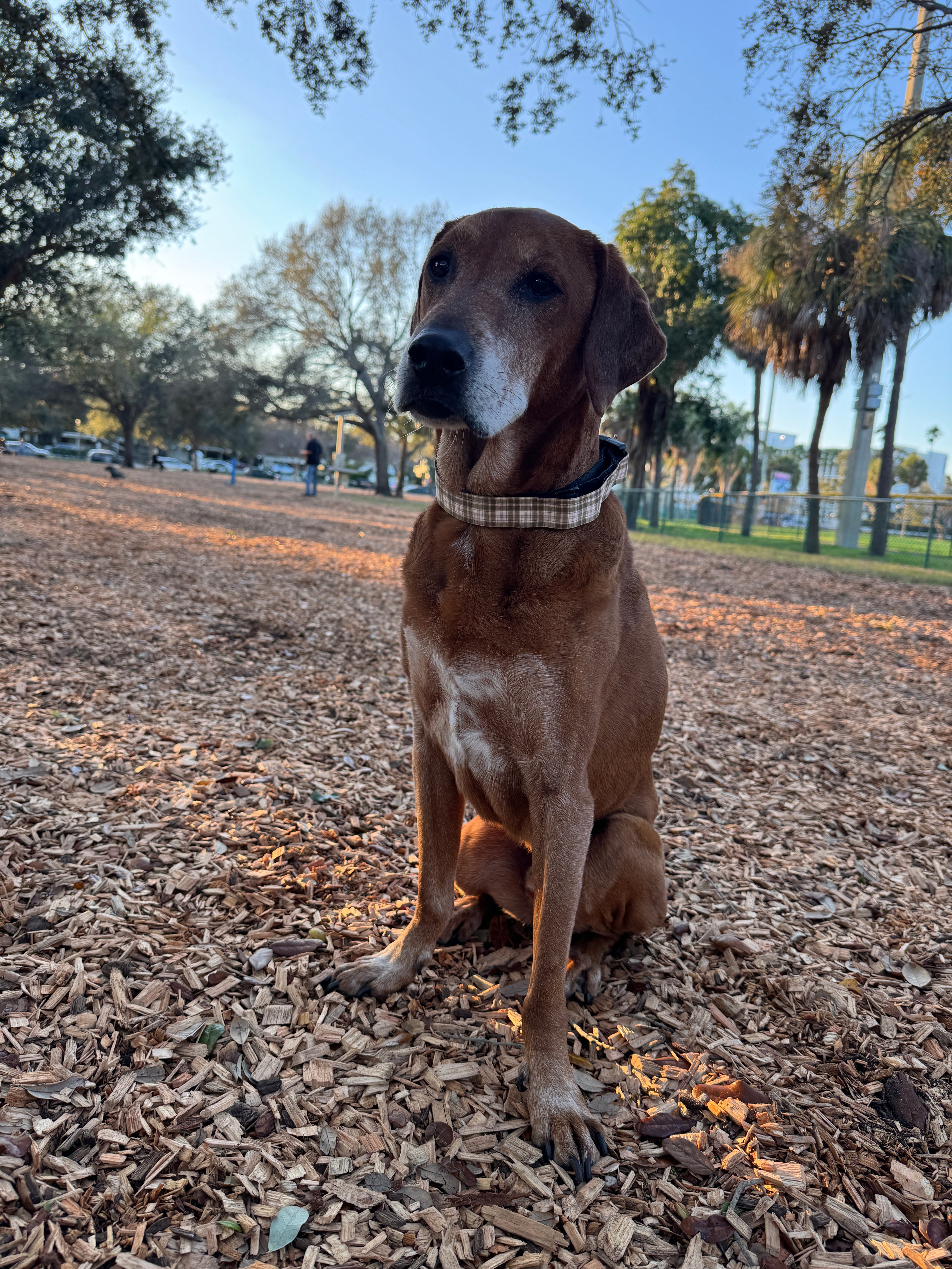 Starter Kit | One Premium Dog Collar with an Interchangeable Design