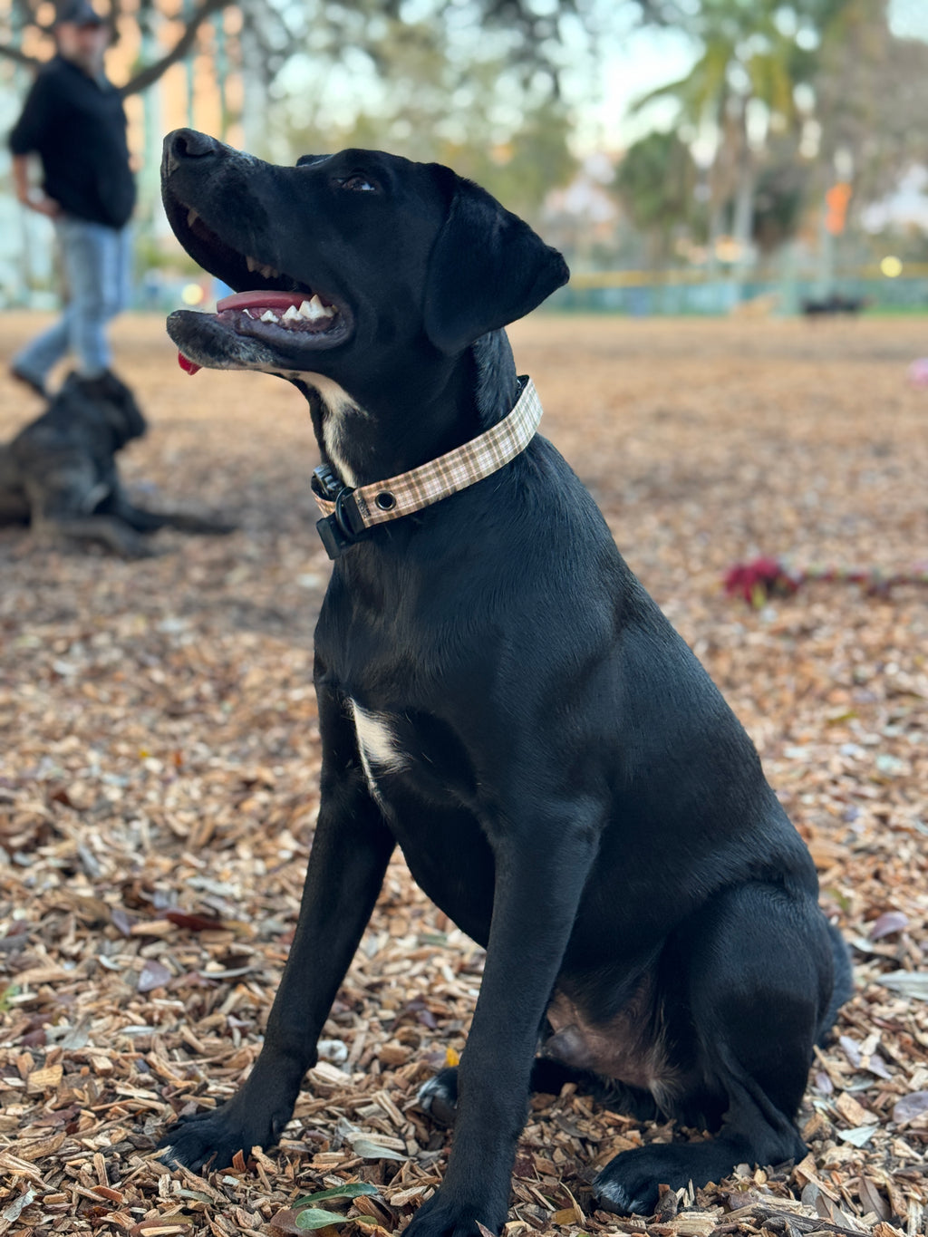 Starter Kit | One Premium Dog Collar with an Interchangeable Design