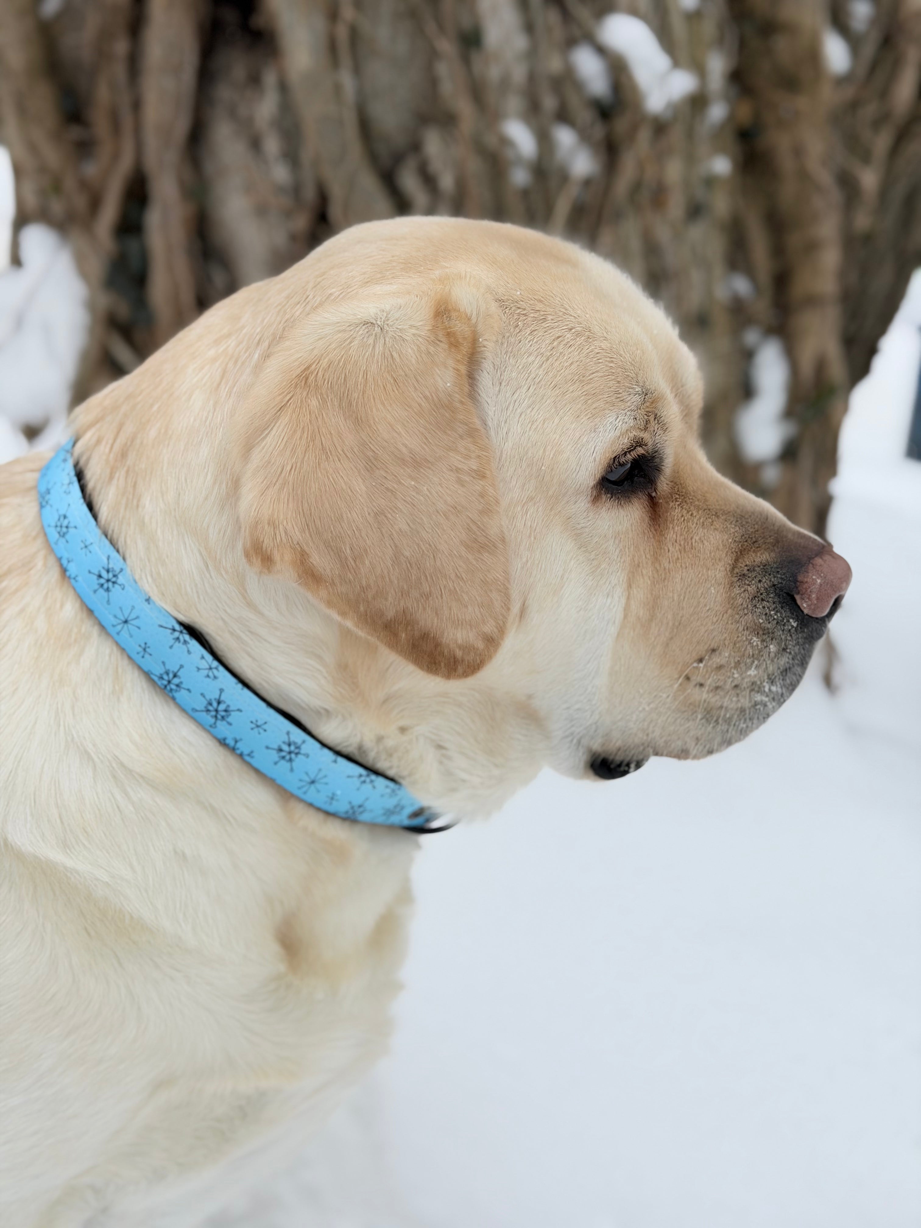 Starter Kit | One Premium Dog Collar with an Interchangeable Design