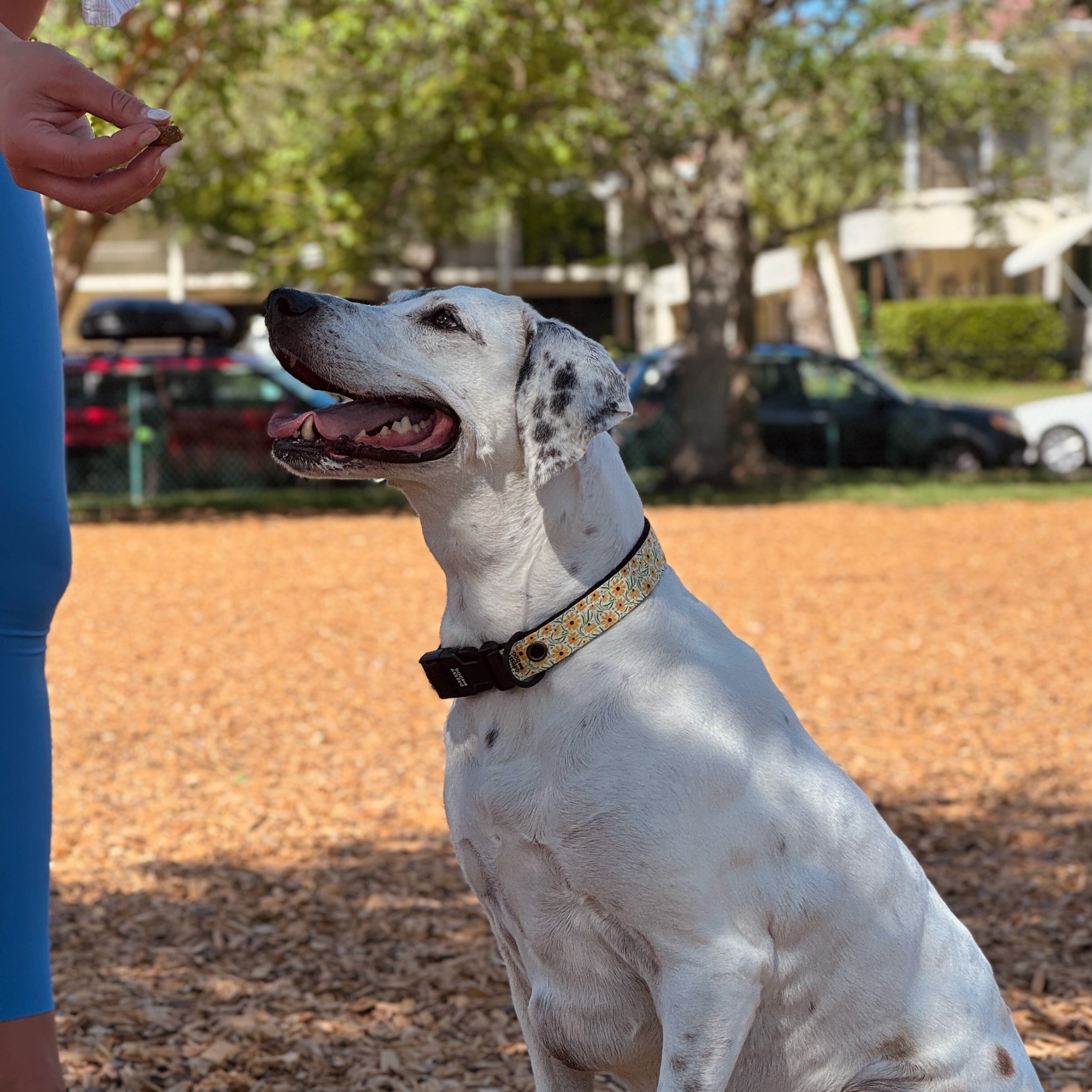 Dog looking at treat wearing dressy dog collar with interchangeable design