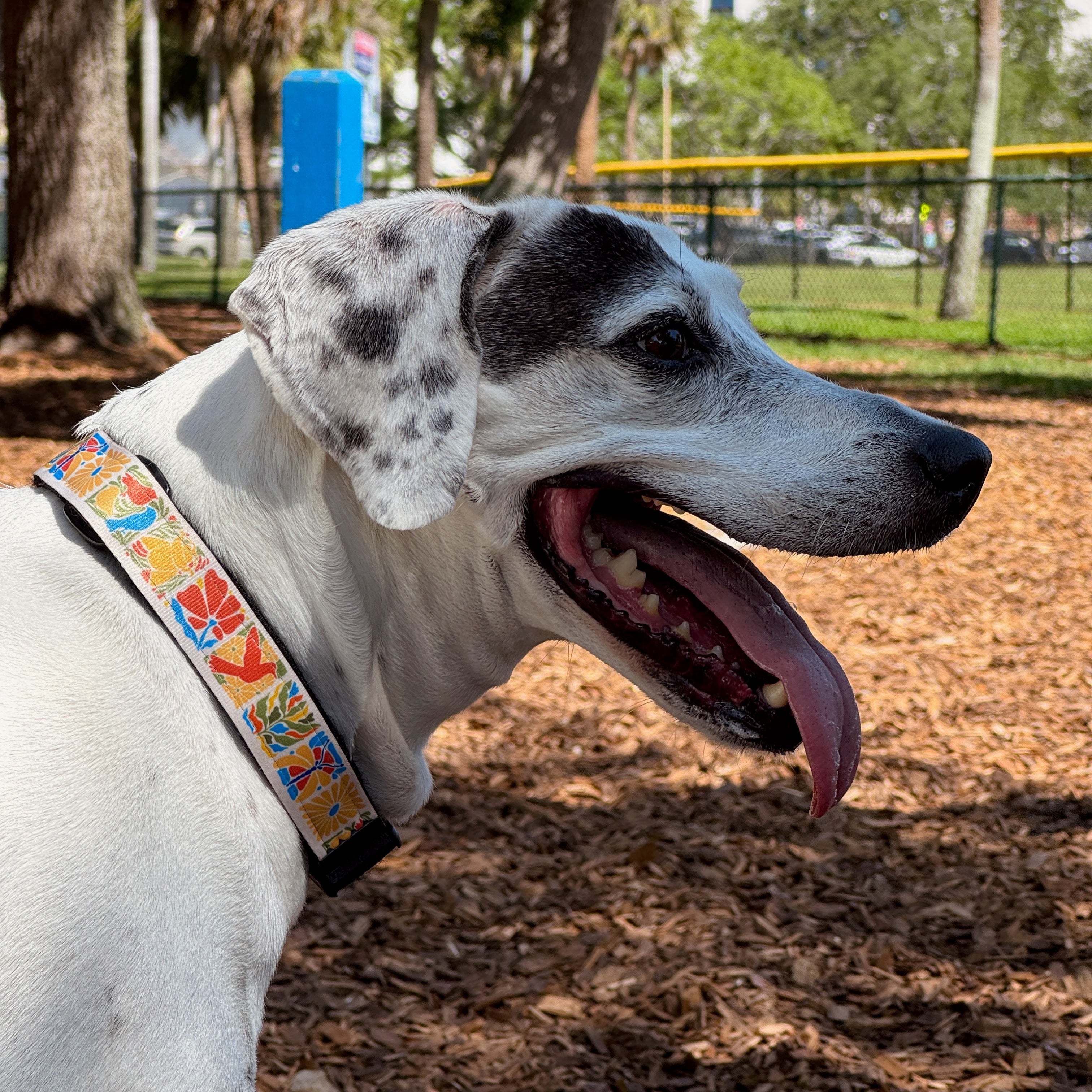 Dog wearing dressy dog collar with interchangeable design