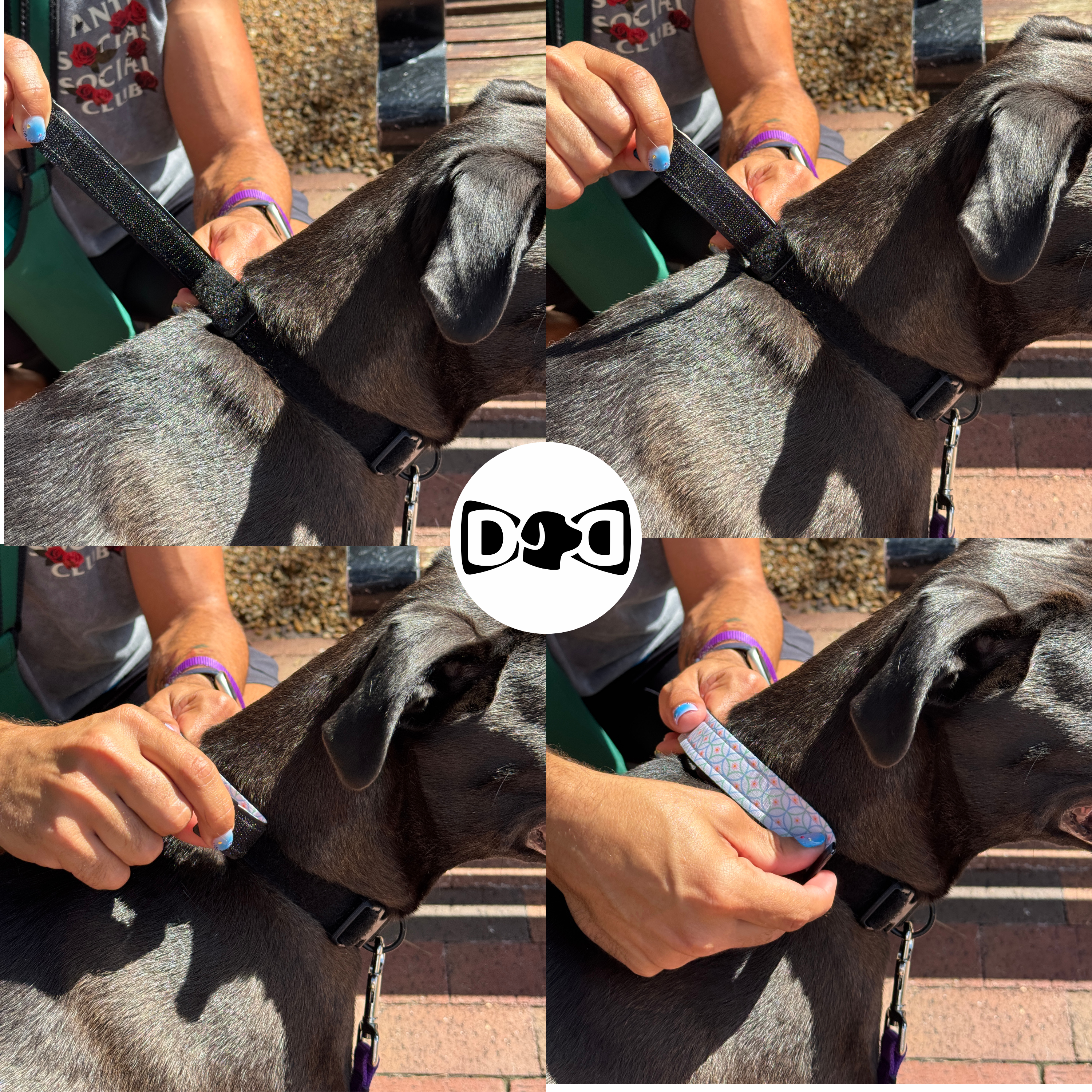 Starter Kit | One Premium Dog Collar with an Interchangeable Design